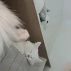 قط للتبني