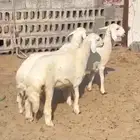 خرفان ورخال للبيع شي نظيف