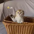 سكوتش تربل فولد
