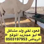 قعود لقي ولد مشاكل ابو عجاريد على التحليل
