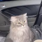 قط شيرازي للتبني