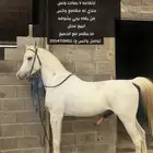 حصان للبيع بوراقه و بقصر مع الصامل