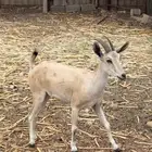 بنت - ولد حر