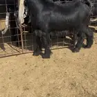 للبيع جفر عارضي