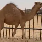 قعود للبيع كفو وبلدي ويوجد غيره التواصل اتصال