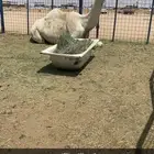 لقحه للبيع