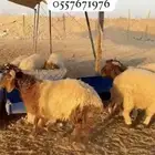 جذعان نعيمي طيبه فاخره بلدي واوزان من 29-32 تصلح زواجات ومن