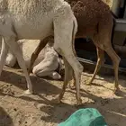 قعدان قصب