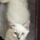قطط للتبني