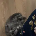 قطوه سكوتش
