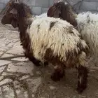 ضحايا نعيمي