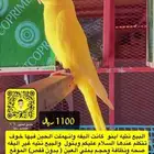 انثى درة لاتينو