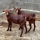 تيوس جم( تم البيع).