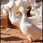 بط بكيني للبيع بياض
