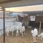غنم حريات مقرعات و2 منهن متابيع مقرعات بعد