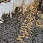 للبيع عدد 5 رخال