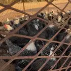 دجاج فروج فيومي عمر شهرين تقريبا