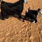 عنز عارضيه متاومه