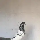 حمام بكستاني اصيل شرط صحه