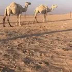 القحتين وعشرا مردود ولدها