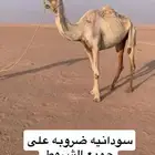 للبيع سودانيه