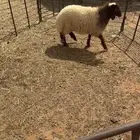 رخل نعيميه للبيع