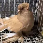 عراقي