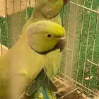 طيور