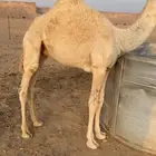 قعود حاشي للبيع