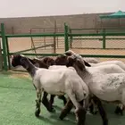 رخال مقنوي فاخرره