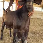 فحول شامية فاخرة