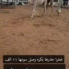 عشرا للبيع تحتها بكره