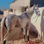 اسلام عليكم اعرض لكم خيل شعبي لليدور انوميس ليفوته