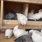 للبيع فراخه حمام فرنسي وزاجل