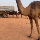 عشرا مجهم طيبه