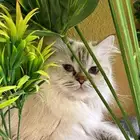 قطه انثى نوع هملايا