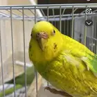 دره وطيور البادجي طير البادجي يمديك تاكله دره لامو اليف