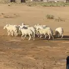 رخال للبيع