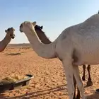 للبيع البكره الطيبه