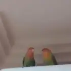 جوز روز