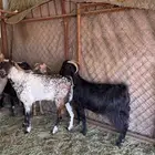 معزا بفحلها