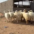 مراح غنم نعيم ومعها حريه