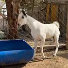 تيس بيشي