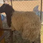 خروف نعيمي