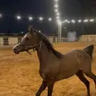 فرس شعبية فاخرة