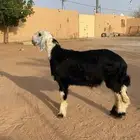 طلي نجدي