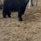 للبيع فحل عارضي طيب ومنتج
