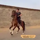 حصان فحل فاخر