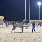 متوفر لدينا ايواء خيل وتدريب خيل الجمال (الشو) الموقع ديراب