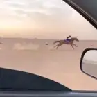 ماشاءالله للبيع فرس